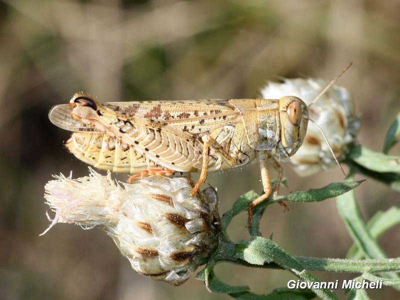 Calliptamus italicus,  femmina